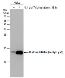 Anti-Histone H4K8ac (acetyl Lys8) antibody [GT478] used in Western Blot (WB). GTX633420